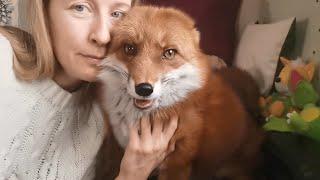 Lisa the Fox saw the camera