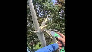 CRAZY TREE #zero #space #danger #shed #home #million #fail #one #success #inspire #motivation #win