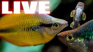Thurday Morning Aquarium Live Stream - Steenfott Aquatics