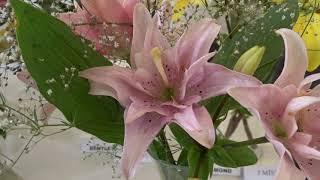 Lilium ´Elodie´