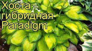 Хоста гибридная Парадигм. Краткий обзор, описание характеристик hosta hybrida Paradigm