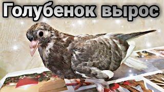 Николаевский голубь.Пискун вырос