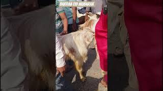 ATIK BOSS GOAT FORM ️