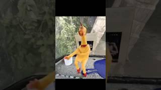 Trending Mr chicken Dance #プロセカ #tiktok #shorts