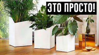 12 самых красивых и неприхотливых комнатных растений, которые сделают ваш дом уютнее!