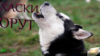 Подборка видео приколов выпуск 7.ХАСКИ ОРУТ. Compilation HUSKIES yelling.№7