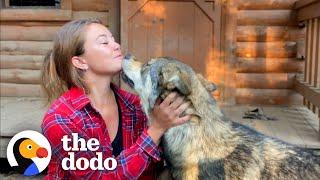 Woman Rescues The Friendliest Wolf Dog | The Dodo