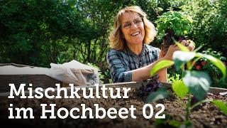 Teil 2 | Mischkultur im Hochbeet mit Gurke, Baslikum & mehr für eine reiche Ernte! 