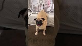 Dog Farts into Fan Prank 