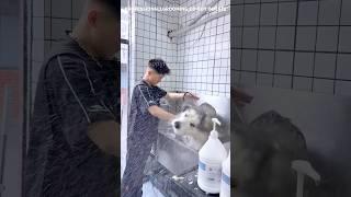 The head-shaking dog that drives groomers crazy #foryou #funny #funnyanimal #petgrooming #shorts