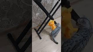 Как проводит вечер Melisa