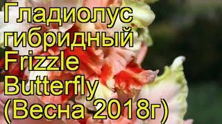 Гладиолус гибридный (Frizzle Butterfly). Краткий обзор, описание характеристик, где купить луковицы