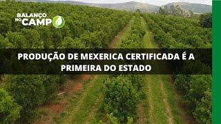 PRODUÇÃO DE MEXERICA CERTIFICADA É A PRIMEIRA DO ESTADO