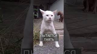 Кот думает, что он ПИТБУЛЬ