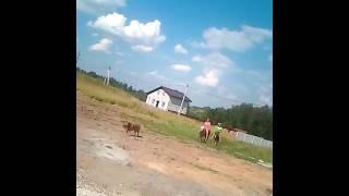 Рус кизлари такси 555555 да