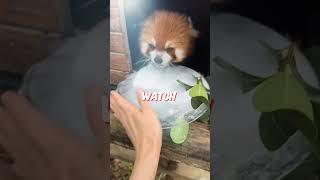 Red Panda Heart Melting Moment #cute #redpanda