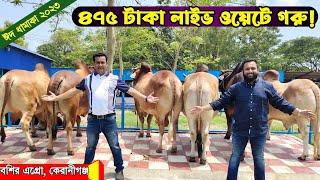 ৪৭৫ টাকা লাইভ ওয়েটে গরু! বশির এগ্রো ফার্ম! কেরানীগঞ্জ, ঢাকা।। cow price 2023