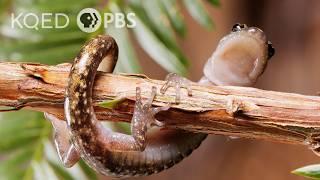 Watch Salamanders Skydive! | Deep Look