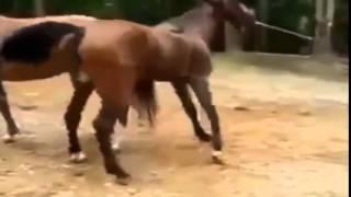 BEST VIDEOS OF ANIMALS КАК СПАРИВАЮТСЯ ЛОШАДИ )) ПРИКОЛ СМЕХ ЮМОР 2015_14.07.2015.MP4