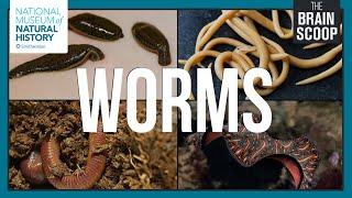 The Wonderful World of Worms