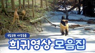 국립공원 야생동물 희귀영상