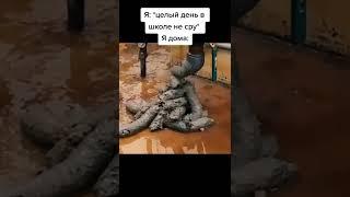 мем из тик тока #мемы #юмор #шутка #прикол #ржака #смех #смешно #тикток #жиза #shorts