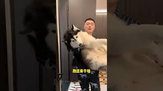不拆：別問，問就是爹地不陪俺睡不著 #哈士奇 #我和我的狗
