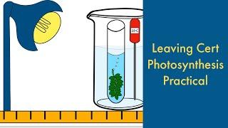 Photosynthesis practical-Leaving Cert-Light Intensity