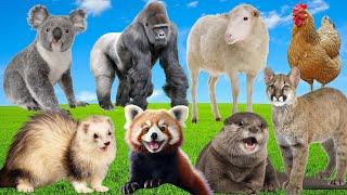 Cheerful Farm Sounds: Chimpanzee, Sheep, Otter, Chicken, Lynx – Playful Animal Adventures