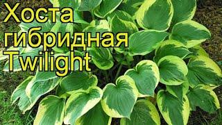 Хоста гибридная Твилайт. Краткий обзор, описание характеристик hosta hybrida Twilight