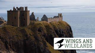 Place Of Strength | Dunnottar Castle | Wings and Wildlands Episode 1