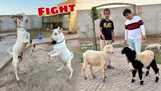 Chunu Or New Bakra Ki Fight Ho Gai  Cute Gift Bhi Mila 