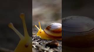 #shortvideo #shorts #snail#lesma