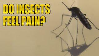 Do Bugs Feel Pain?