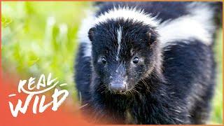 The Skunk: A Real Havoc 'Reeker' (Wildlife Documentary) | Wild America | Real Wild