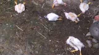 Una jineta mata 34 pollos en un corral de Chantada