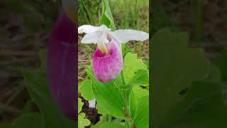 Cypripedium reginae