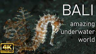 BALI/4K/Amazing underwater world/Tulamben/ RELAX/scuba diving