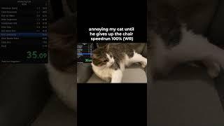 annoying my cat until he gives up the chair speedrun 100% (WR)