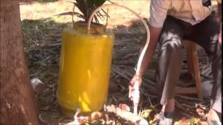 Importance of Fertigation in Coconut plantation