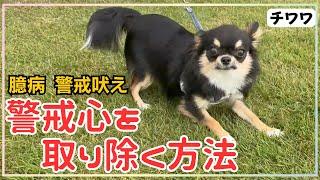 【犬しつけ】怖がりで人や犬に吠えて止まらないチワワちゃんと３０分練習！！【ロングコートチワワ】【警戒吠え】