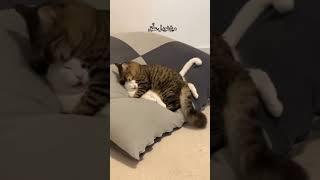 #cat #funny #happycats #catmemes #music #memes #trending #trendingshorts #new #reels