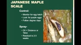 Decision Tree How to Manage Scale Insects