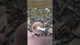 Шампиньон перелесковый( Agaricus silvicola) #грибалка #mushroom #грибочки #грибоманія #печериці