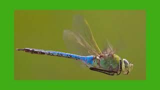 Species Spotlight: Green Darner