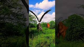 T-rex dinosaur magic Fight in Jurrassic World | VFX Park | #youtubeshorts #shorts #vfx mishra tech