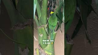 Meet Mr Zuzu   ️ #youtubeshorts #shorts #birds #shorts #parrot