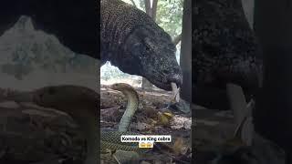 Komodo Fighting With Cobra #wildlife #viralshort #short #cobra@KOMODO ISLAND CHANNEL