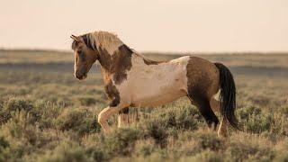 Traveler Wild Mustang Stallion of McCullough Peaks Wyoming by Karen King