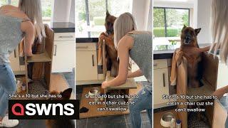 A woman built a special high chair for her German Shepherd who's unable to swallow food | SWNS